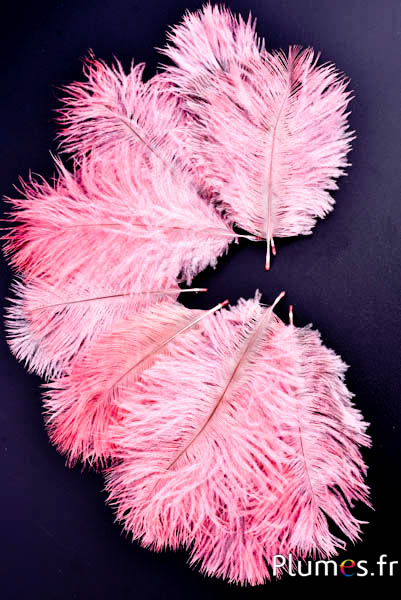 Struisvogel Bellies -8-13 cm - roze